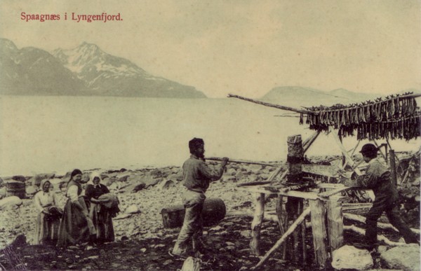 Spaagnæs i Lyngenfjord.